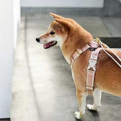 Auskommen X型胸背带 猫狗都适用 Petisan