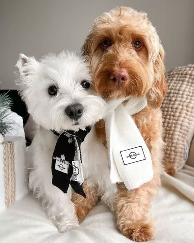 Шерстяная шляпа шарф Британская овергламская одежда осень и зимние вязаные кошки, собаки, маленькие собаки, а также