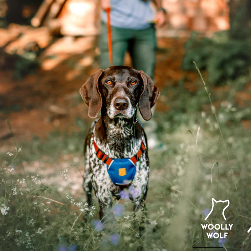 多彩胸背带轻便柔软woollywolf