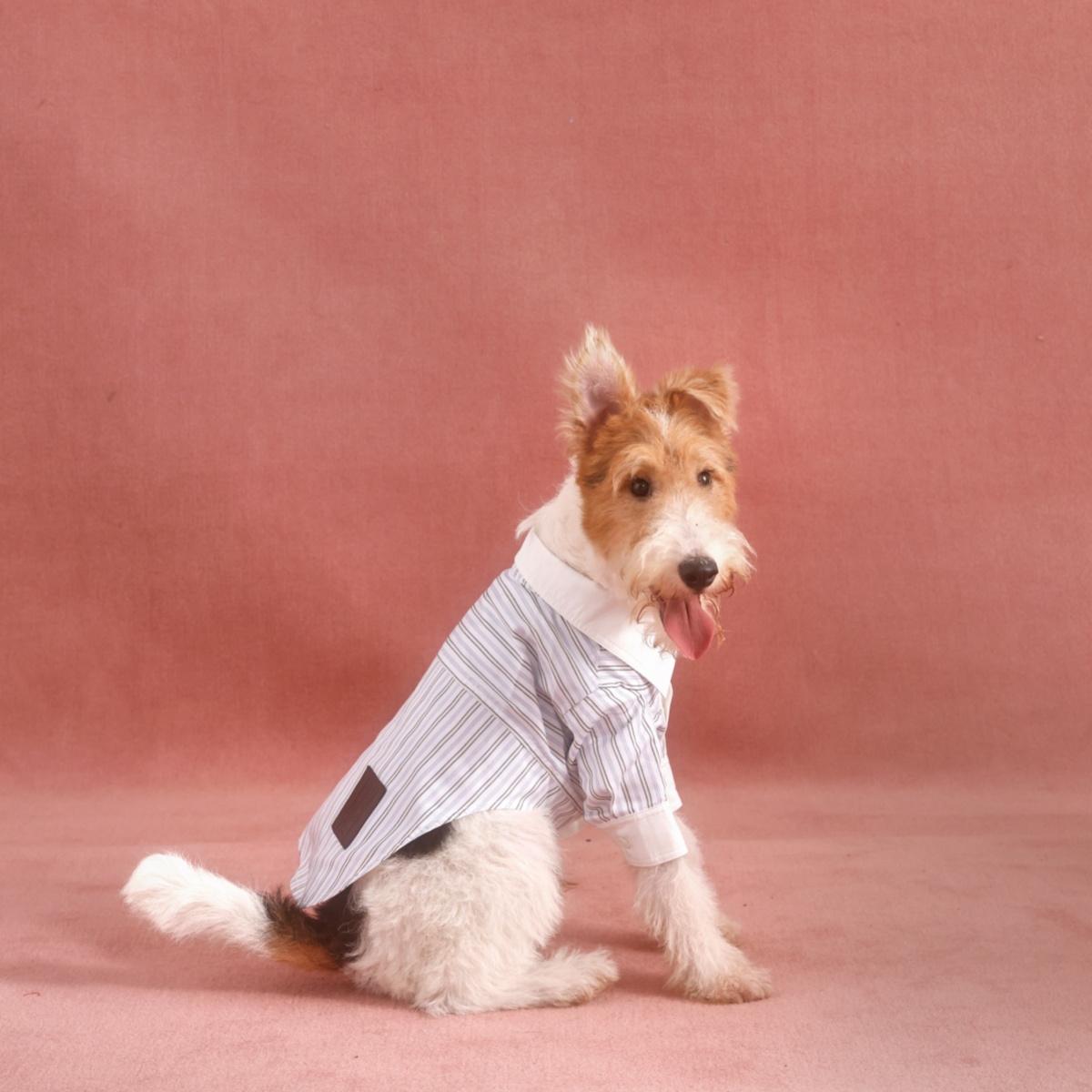 条纹衬衫JACQUES WEI PETS 小型犬休闲舒适简约 Petisan