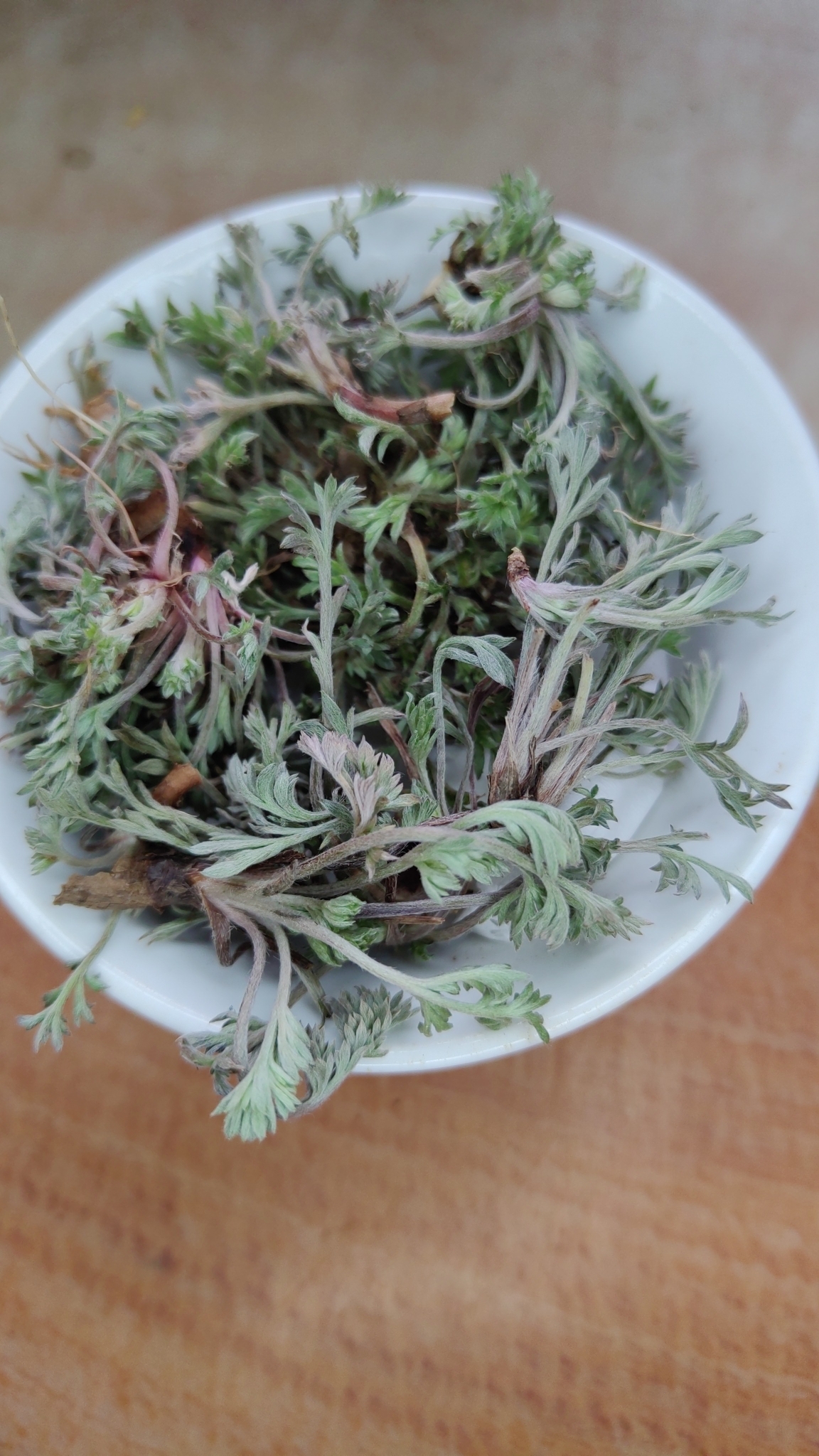 野生茵陈中药材500g纯天然无污染陈蒿茶三月茵陈中药材白蒿绵茵陈