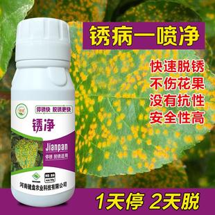 锈病专用药豆角大蒜锈病玉米小麦月季玫瑰兰花卉梨树锈病清通用