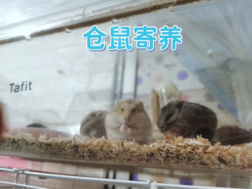 天河宠物店仓鼠寄养服务金丝熊寄养托管