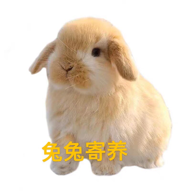 广州天河兔子寄养服务宠物寄养托管全年可接(到店服务)