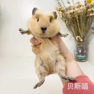 精品加州荷兰猪加洲豚鼠重点色黑鼻子荷兰猪网红小宠好养宿舍宠物