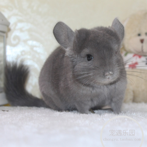 【贝斯喵】实物拍摄纯紫紫灰宠物