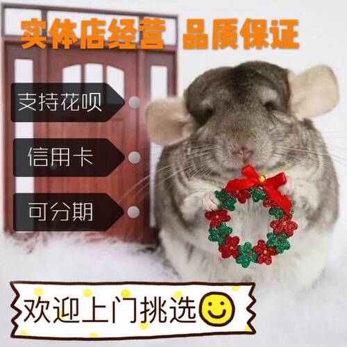 广州龙猫店龙猫宝宝活体幼崽长毛龙猫银斑标灰紫灰龙猫宠物可上门
