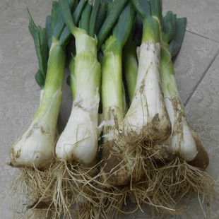 大葱老笨葱鸡腿大葱农家老笨葱冬储蔬菜纯天然无污染河北特产