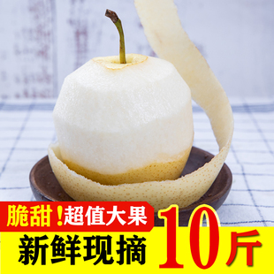 河北正宗皇冠梨新鲜大果10斤当季现摘鸭梨雪梨水晶梨鲜嫩多汁坏果