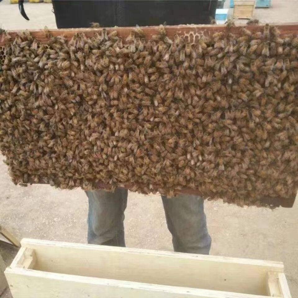 意蜂蜂群意蜂王产卵王工蜂出售笼蜂群活体包邮