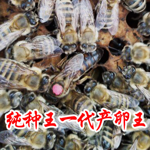 意蜂蜂王 高产蜜王 新产卵王生其它宠物