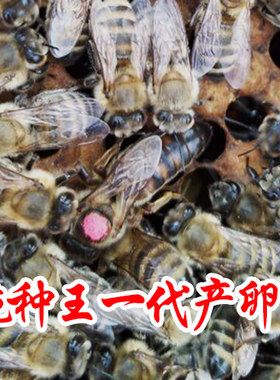 意蜂蜂王 高产蜜王 新产卵王生产王新开产王蜜型王蜜蜂王活体包邮