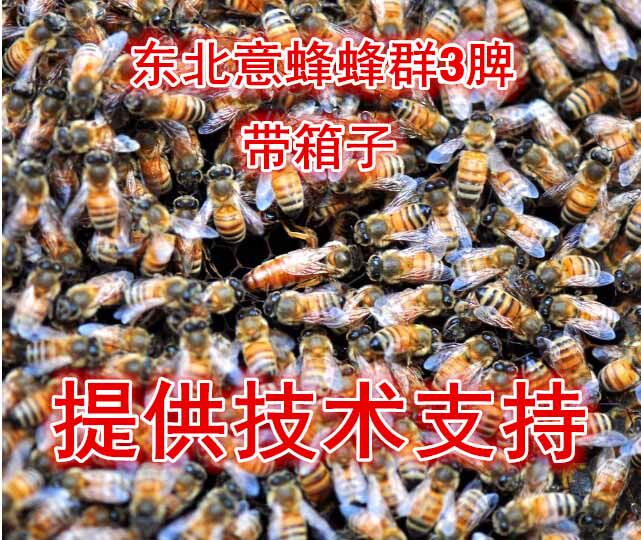 蜜蜂群意蜂群 三脾蜂带蜂王带蜂箱意大利蜜蜂群种蜂群活体蜂包邮