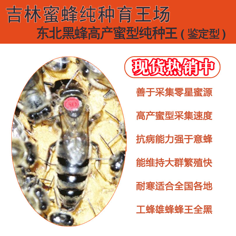 东北黑蜂种王蜜型王蜜蜂活体种王其它宠物