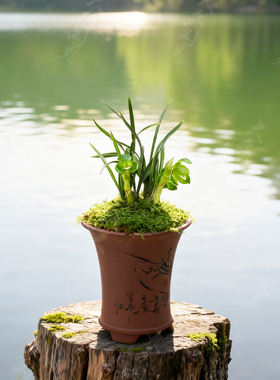 【翠盖荷】矮种兰花浓香型带花苞春兰草盆栽花卉植物迷你大众国兰