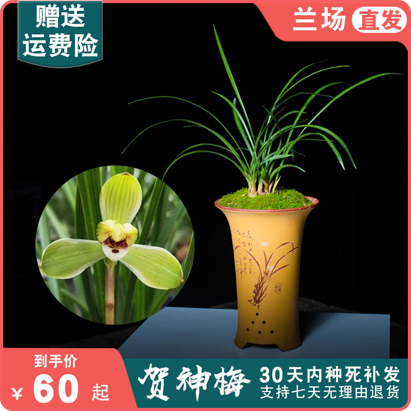 兰花盆栽春兰贺神梅植物名贵兰草花浓香花卉兰花苗带花苞直播间