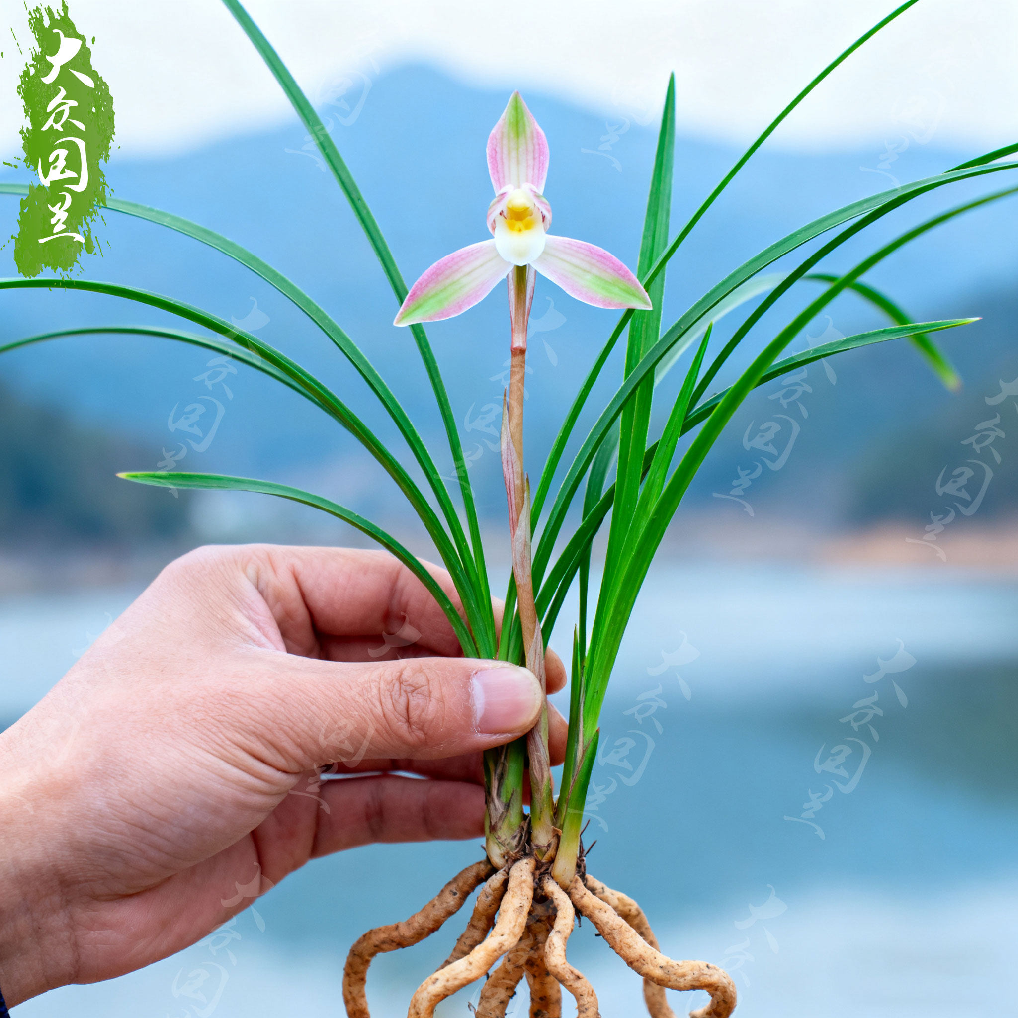 春兰云粉栖兰花苗名贵盆栽花卉植物室内客厅好养不带花苞精品细叶