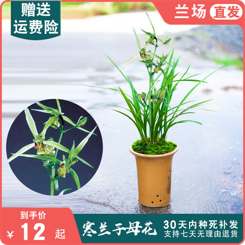 【寒兰子母花】名贵兰花苗盆栽