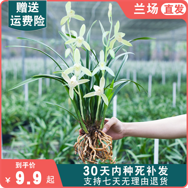 兰花盆栽植物名贵品种小叶龙岩素建兰花苞兰草四季大众国兰兰花苗