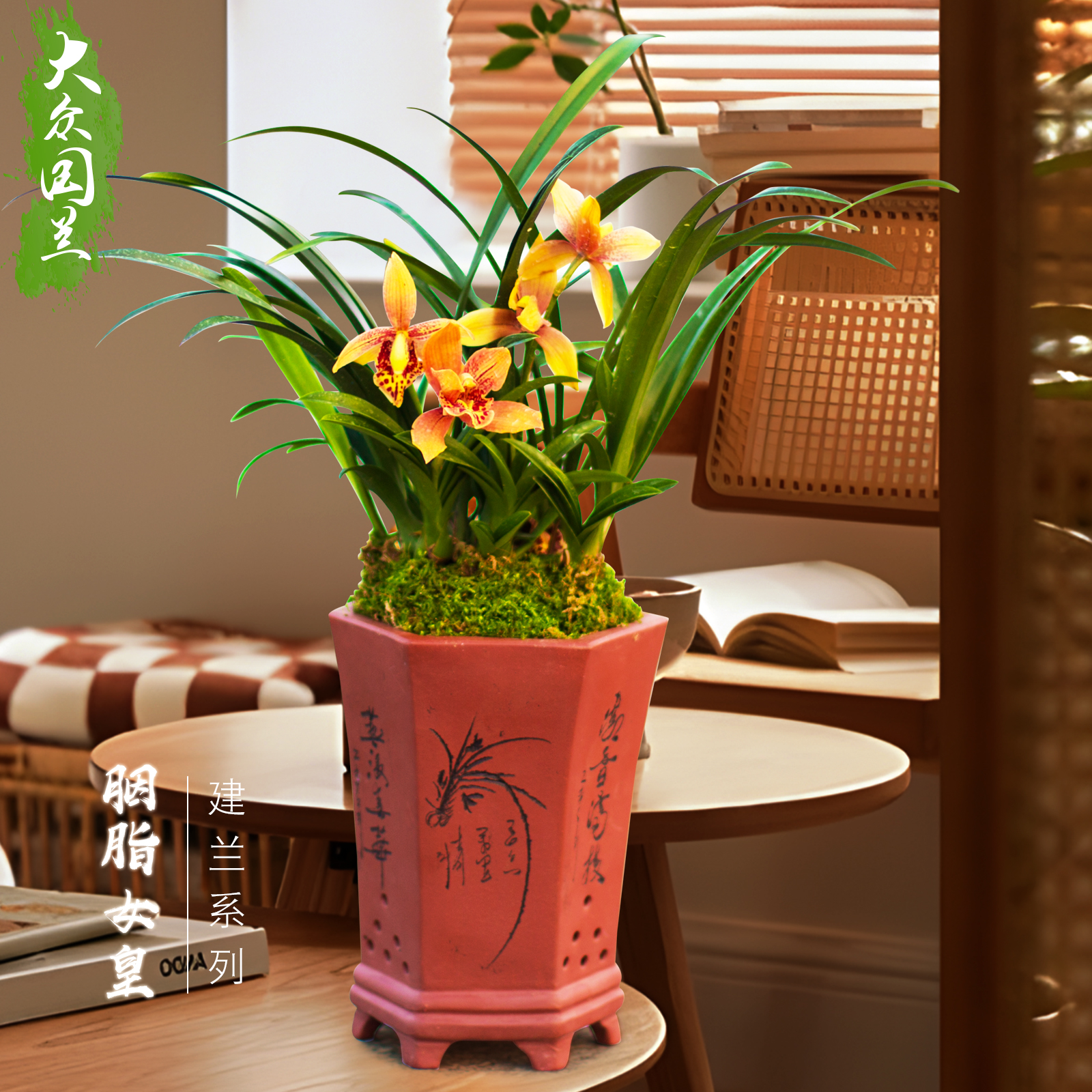 胭脂女皇兰花苗浓香型