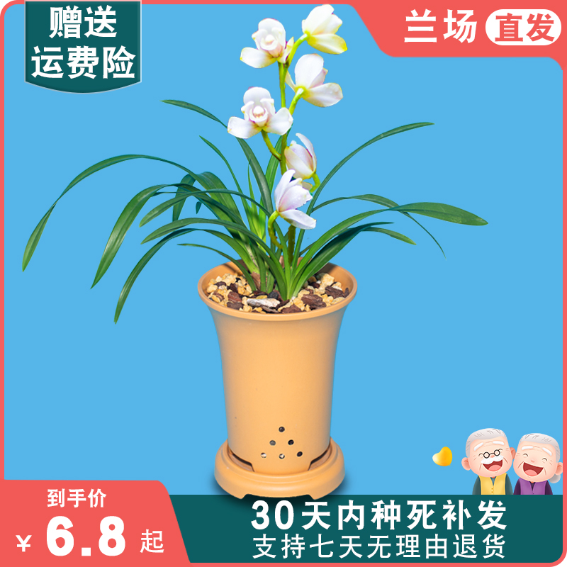 建兰玉娇兰花盆栽植物名贵兰草花苗国兰四季室内花卉兰花苗带花苞