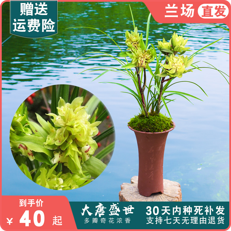 春兰大唐盛世兰花盆栽植物名贵浓香兰花苗带花苞兰草花大众国兰场,鲜花速递/花卉仿真/绿植园艺,国兰/杂交兰/洋兰类,淘宝优惠券,粉丝福利购,淘宝优惠卷