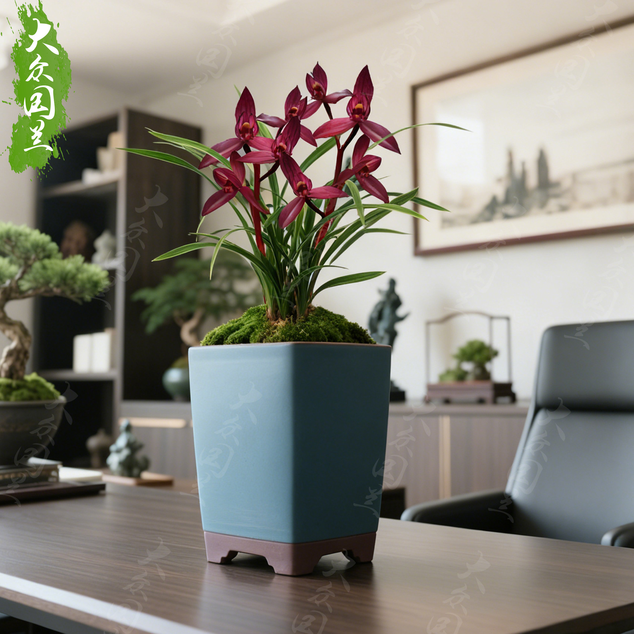 【春兰艳阳天】兰花苗名贵办公桌线艺盆栽花卉植物兰草国兰浓香