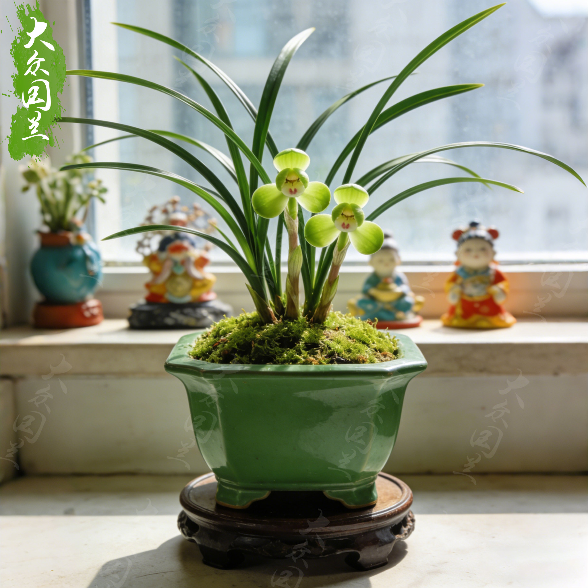 【春兰新宋梅】兰花苗名贵窗台盆栽花卉植物室内兰草国兰浓香细叶