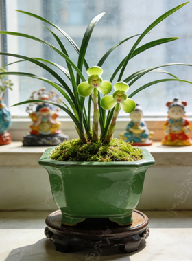 【春兰新宋梅】兰花苗名贵窗台盆栽花卉植物室内兰草国兰浓香细叶