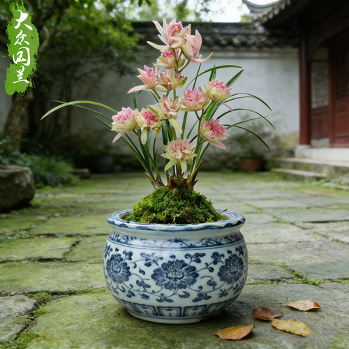 【好运牡丹】兰花苗浓香夏秋带花苞室内名贵盆栽花卉四季建兰绿植