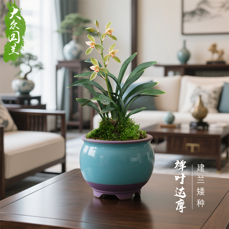 禅叶达摩】兰花苗矮种