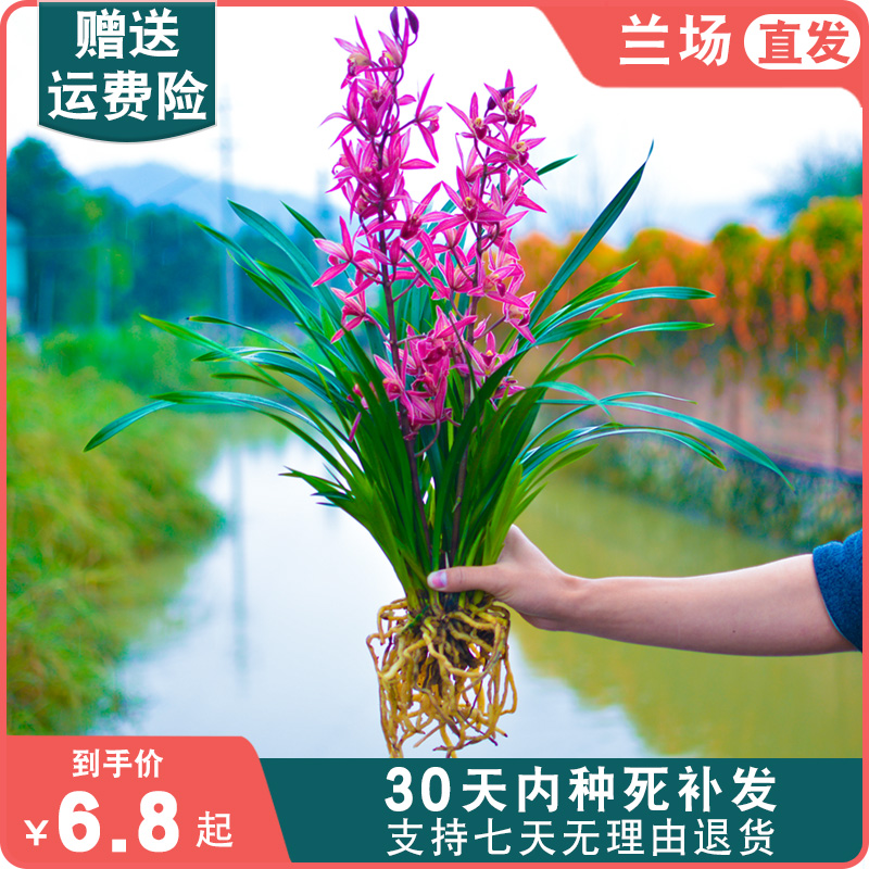 【红霞】兰花盆栽植物名贵大众国兰建兰浓香兰草兰花苗带花苞