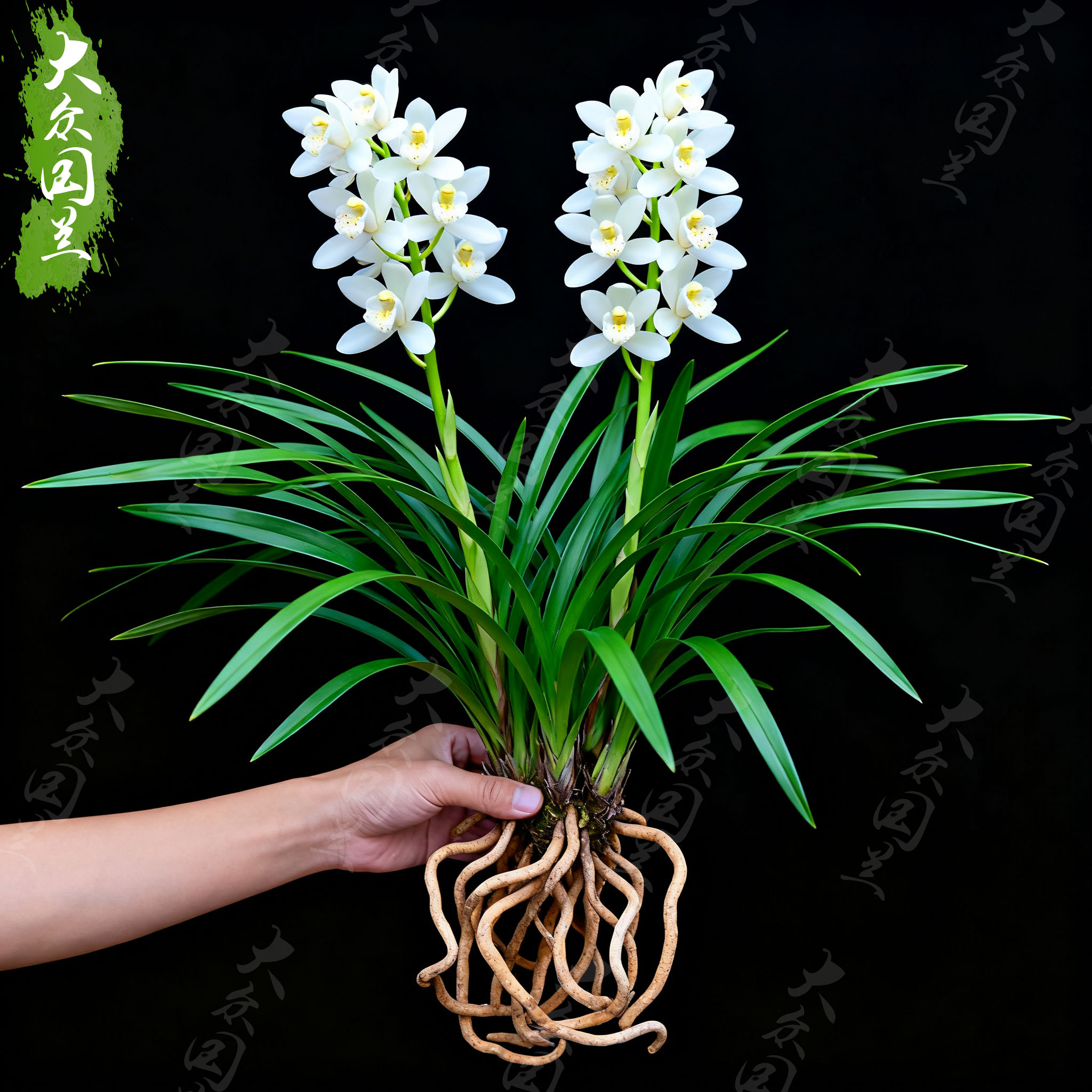 白雪公主室内建兰四季兰