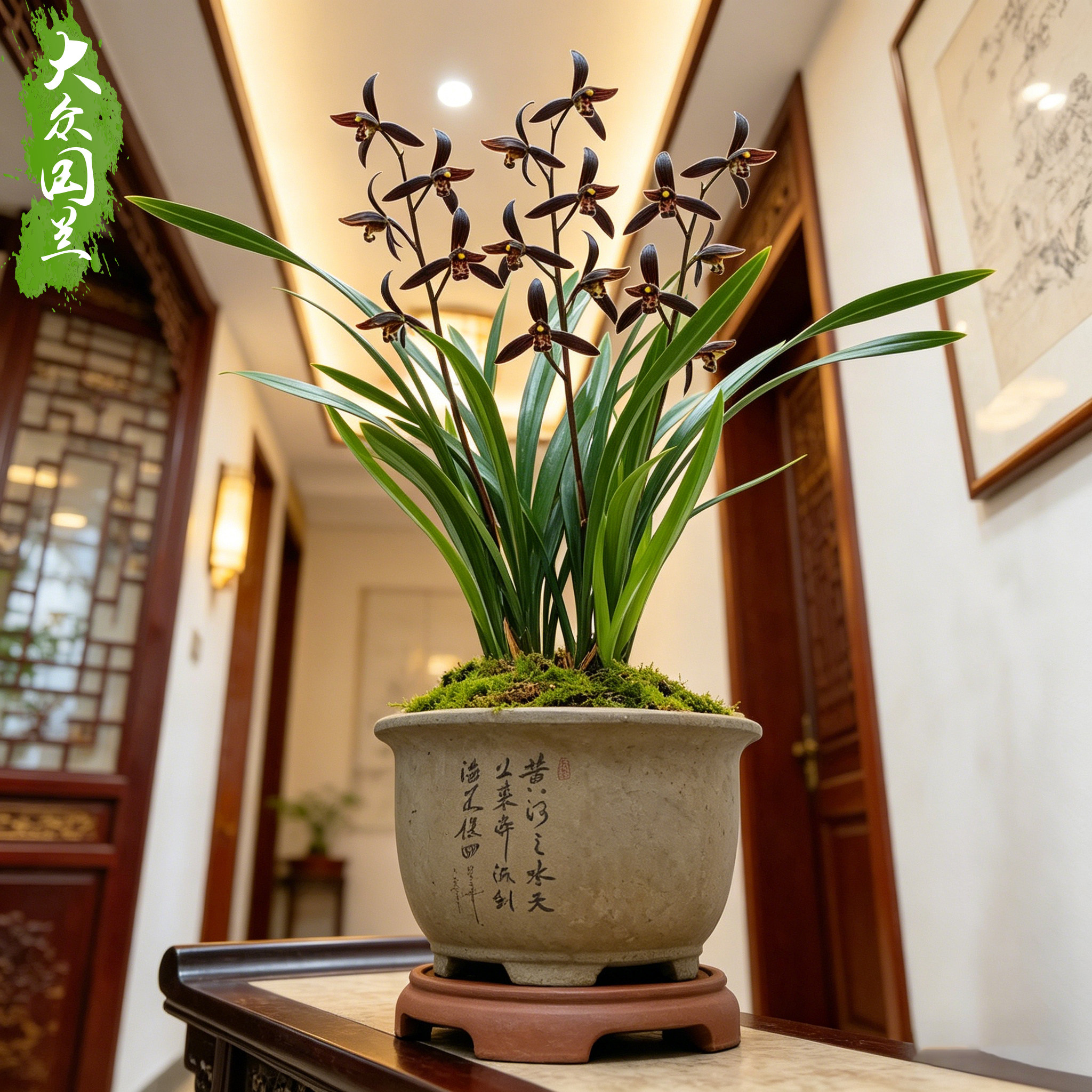 兰花兰草企黑墨兰带花苞浓香花卉盆栽易活兰草花兰花苗客厅净化