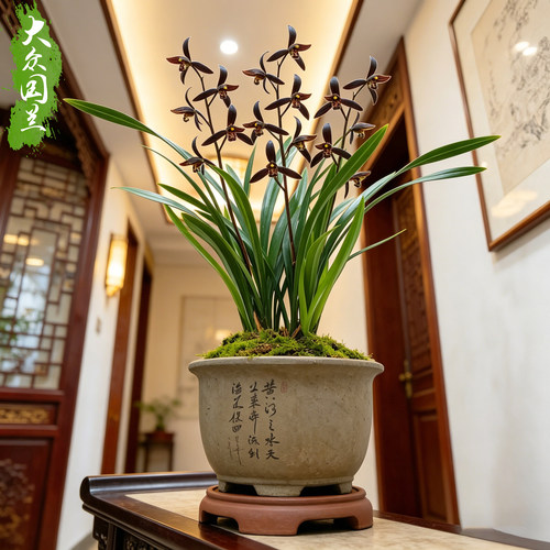 兰花兰草企黑墨兰带花苞浓香花卉盆栽易活兰草花兰花苗客厅净化 - 封面