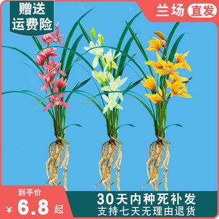 【裸根苗新手套餐】兰花苗红花盆栽花卉绿植室内阳台植物兰草名贵