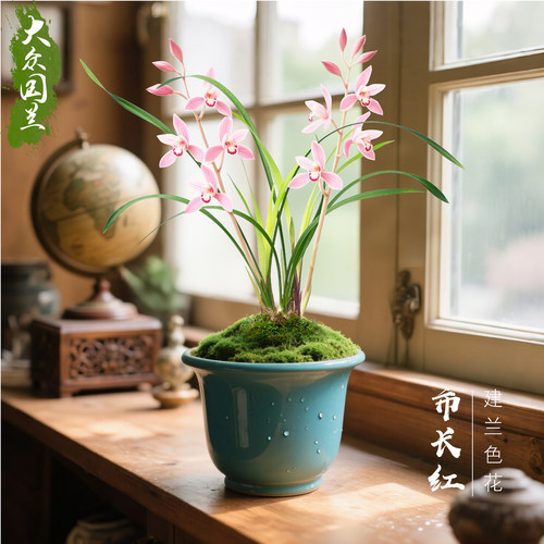 【市长红】兰花苗浓香建兰窗台