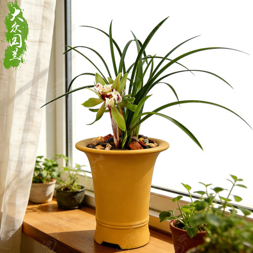 【四喜蝶】兰花苗春兰名贵