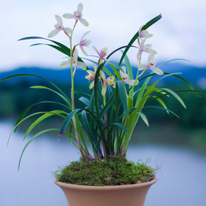 兰草四季红宋梅兰花盆栽植物名贵浓香兰花苗带花苞兰草花