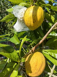 新品种Ross Sapote AL湿包大果罗斯果嫁接果树苗榴莲味鸡蛋黄果苗