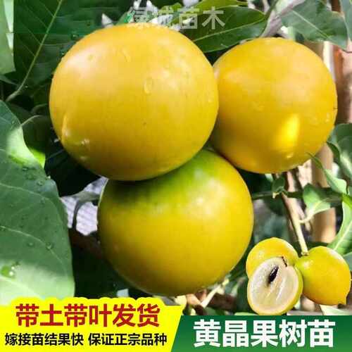 四季奶香黄晶果黄金果树苗当年结