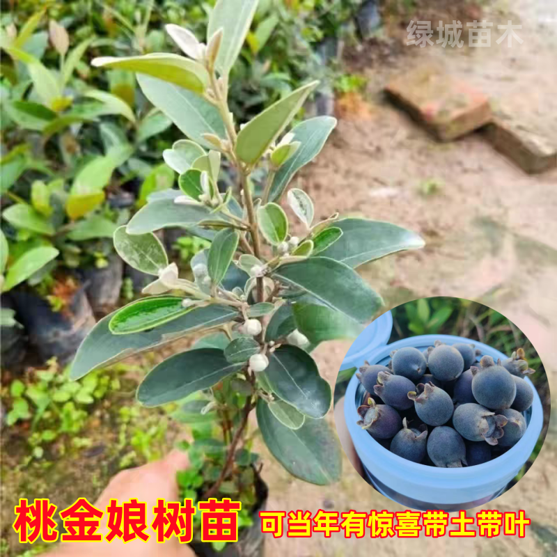 广西桃金娘山捻树苗野生老桩大号稔子苗盆栽庭院四季种植当年结果