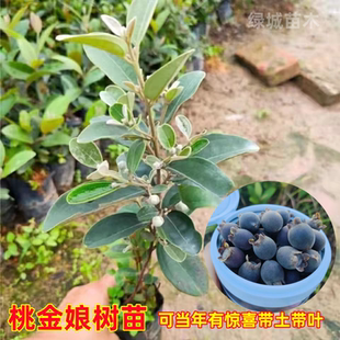 广西桃金娘山捻树苗野生老桩大号稔子苗盆栽庭院四季种植当年结果