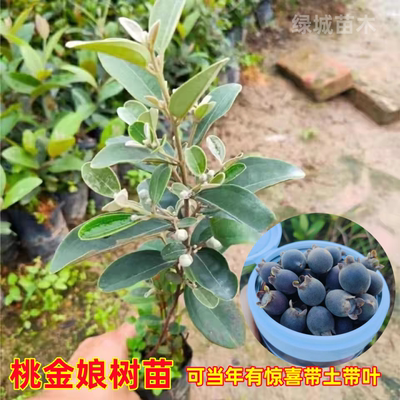 矮化桃金娘树苗当年结果