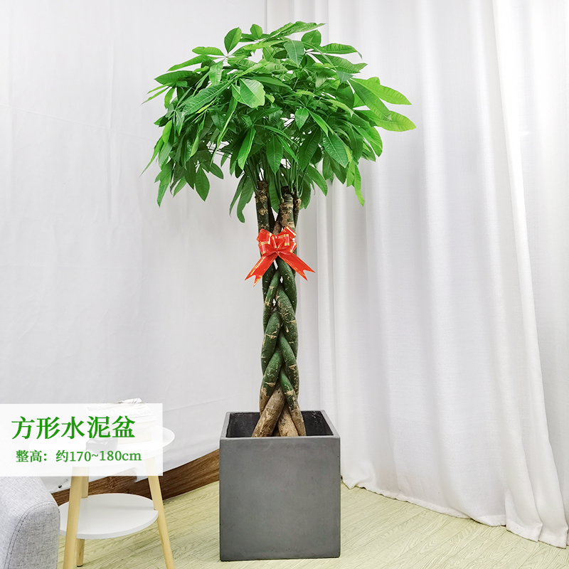 新厂五辫子发财树大型盆栽植物室内客厅树桩绿植办公室开业乔迁送