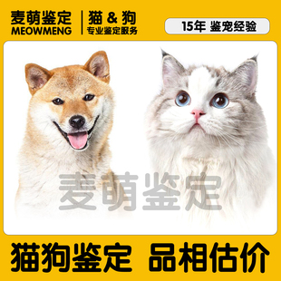 猫狗品相品种鉴定估价猫鉴定狗鉴定猫粮狗粮猫幼崽狗幼崽活体鉴定