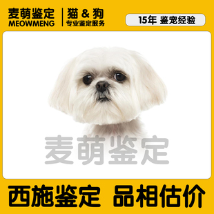 西施犬狗品相品种鉴定估价韩版小体西施品相鉴定评估挑选鉴别狗