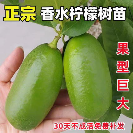 正宗台湾广东无核四季香水柠檬树苗盆栽地栽庭院南方北方均可种植