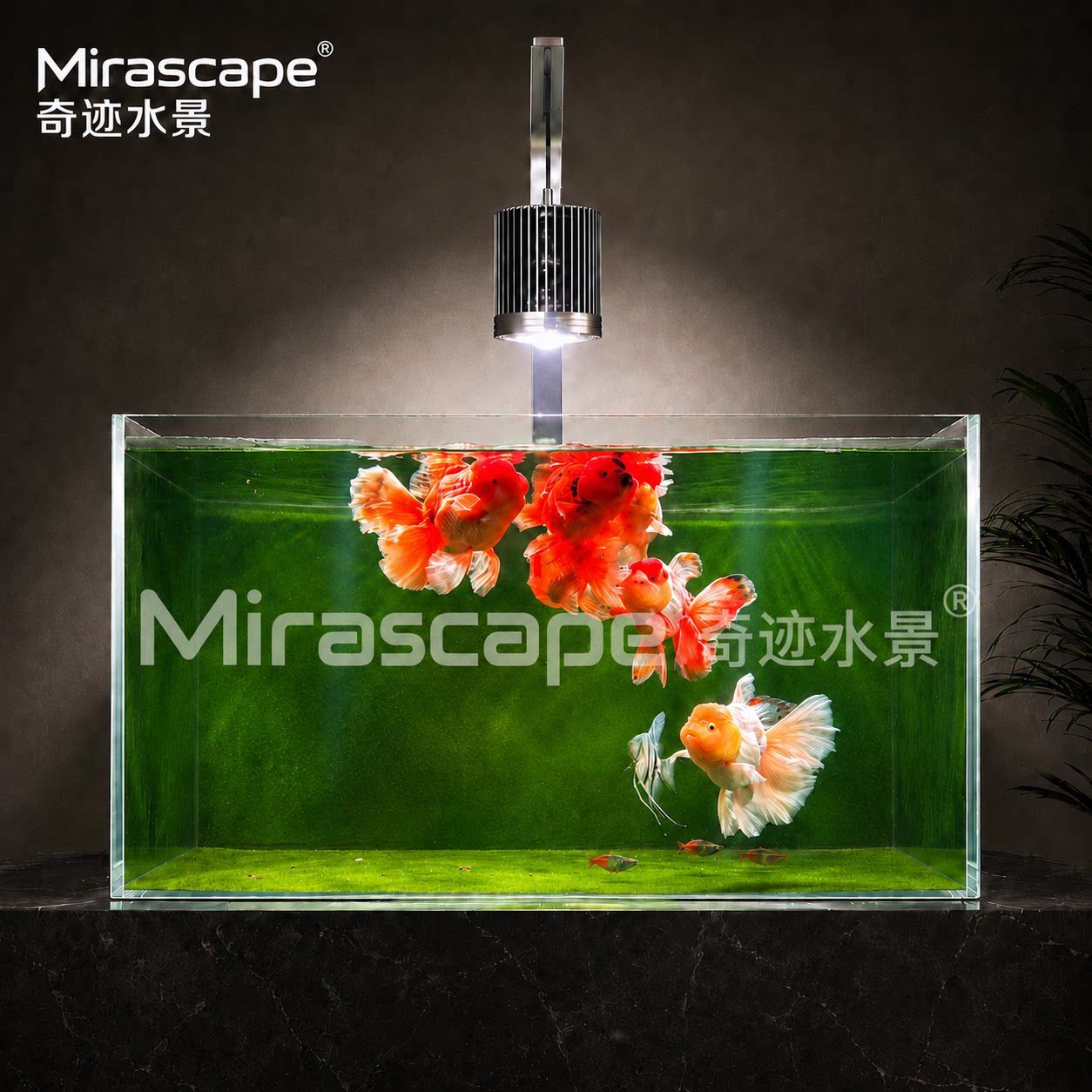 Mirascape奇迹水景鱼缸灯100瓦超色筒灯爆藻增艳兰寿泰狮溪流南美