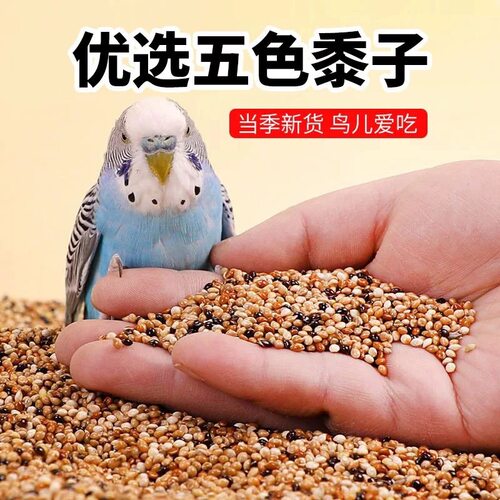 五色黍子鹦鹉混合粮谷子粮食